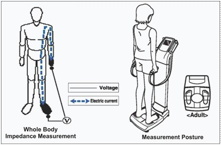 Anthropometric Predictors of Bio-Impedance Analysis (BIA) Phase Angle in Healthy Adults
