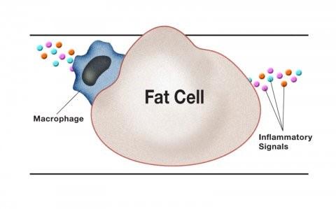 Fat Cell
